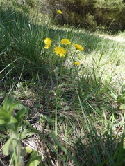 Crepis bursifolia