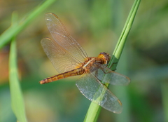 Crocothemis servilia