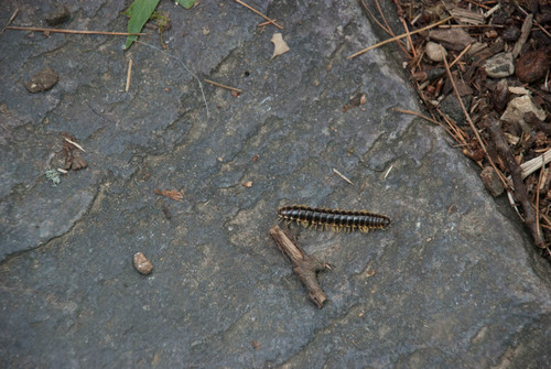 Pleuroloma flavipes