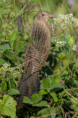 Centropus bengalensis
