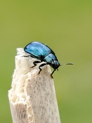 Plagiodera versicolora