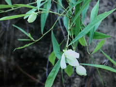 Asimina angustifolia