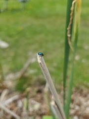 Plagiodera versicolora