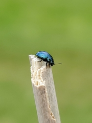 Plagiodera versicolora