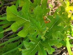 Solanum capsicoides image