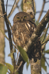 Glaucidium cuculoides