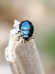 Plagiodera versicolora