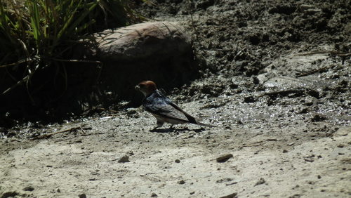 Cecropis cucullata