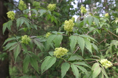 Sambucus racemosa