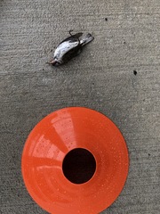 Leiothlypis peregrina