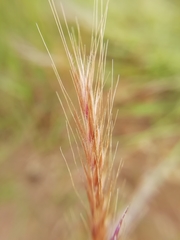 Festuca ambigua