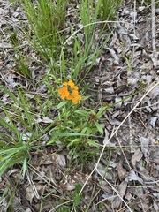 Erysimum capitatum capitatum