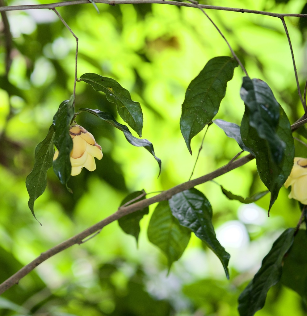 Camellia flava