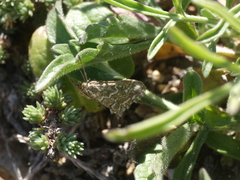 Evergestis frumentalis
