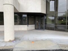 Leiothlypis peregrina