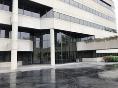 Leiothlypis peregrina