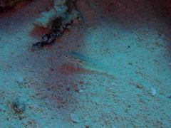 Coryphopterus venezuelae