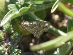 Evergestis frumentalis