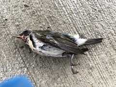 Leiothlypis peregrina