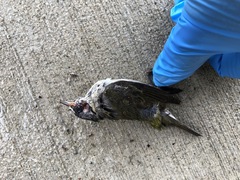 Leiothlypis peregrina