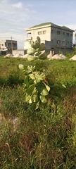 Calotropis procera image