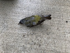 Leiothlypis peregrina