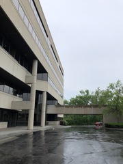 Leiothlypis peregrina