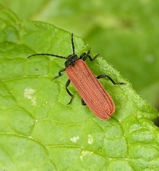 Benibotarus alternatus