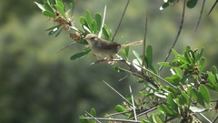 Cisticola fulvicapilla
