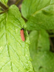 Benibotarus alternatus