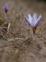 Crocus tauricus