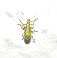 Polydrusus pterygomalis