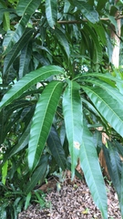 Mangifera indica