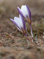 Crocus tauricus