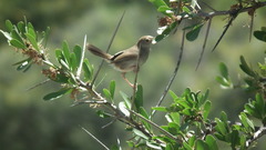 Cisticola fulvicapilla