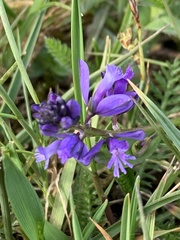 Polygala calcarea
