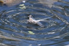Callibaetis skokianus