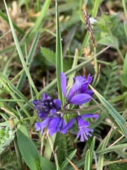 Polygala calcarea