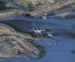 Callibaetis skokianus