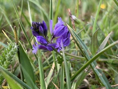 Polygala calcarea