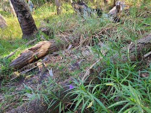 Ruellia simplex image