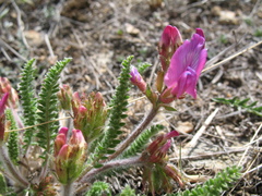 Oxytropis microphylla