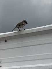 Zonotrichia capensis