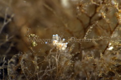 Eubranchus rupium
