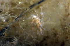 Eubranchus rupium