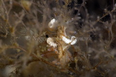 Eubranchus rupium