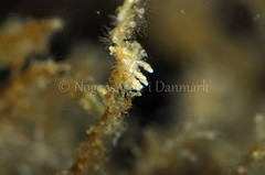 Eubranchus rupium