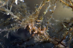 Eubranchus rupium
