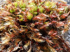 Orthothecium rufescens