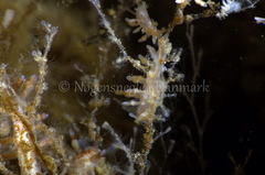 Eubranchus rupium